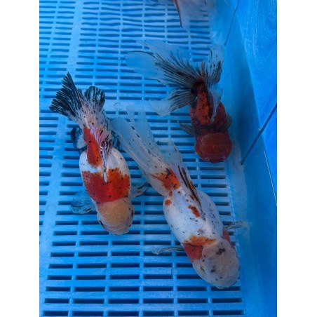 Carasi aurii Premium Oranda red 20-25 cm de vanzare pesti ieftine