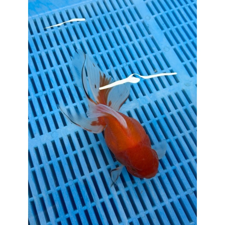 Carasi aurii Premium Oranda red 20-25 cm de vanzare pesti ieftine