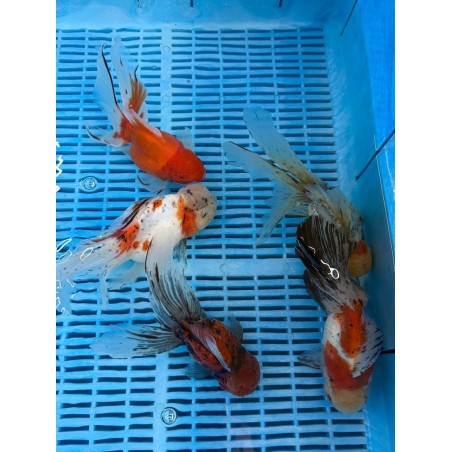 Carasi aurii Premium Oranda red 20-25 cm de vanzare pesti ieftine