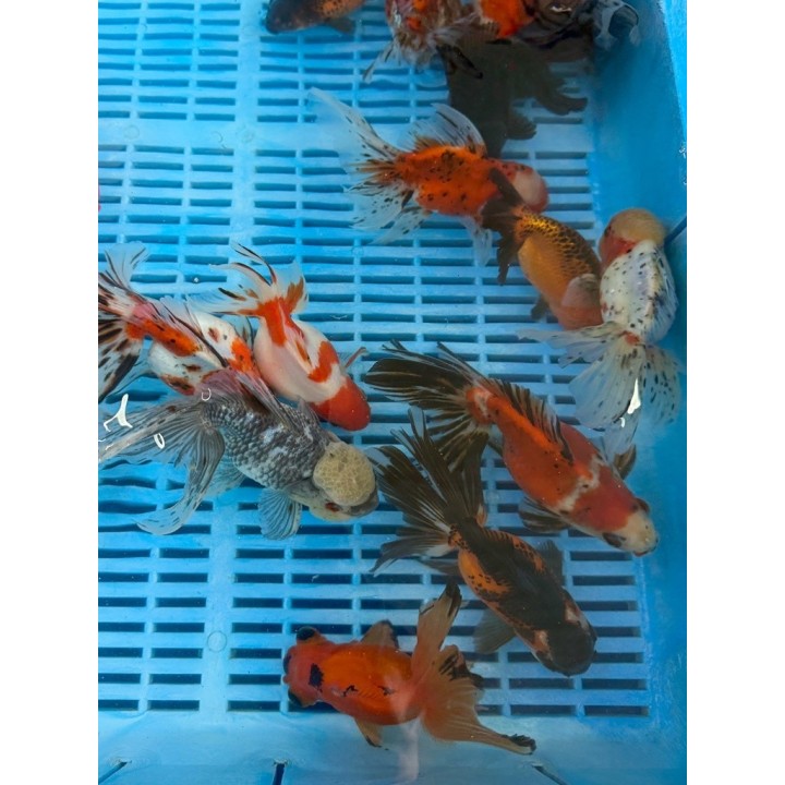 Oranda Ranch Calico mix 14-16cm de vanzare pesti ieftine