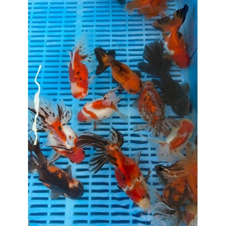Oranda Ranch Calico mix 14-16cm de vanzare pesti ieftine