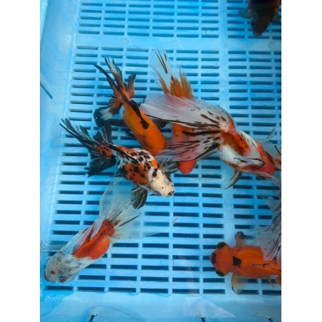 Oranda Ranch Calico mix 14-16cm de vanzare pesti ieftine