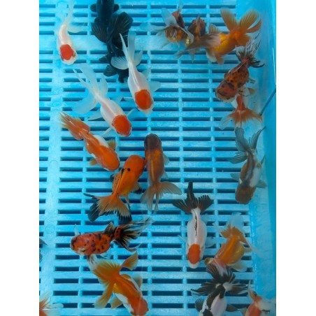 Oranda cap rosu ollandez 5-8 cm