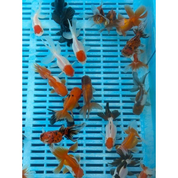 Oranda cap rosu ollandez 5-8 cm