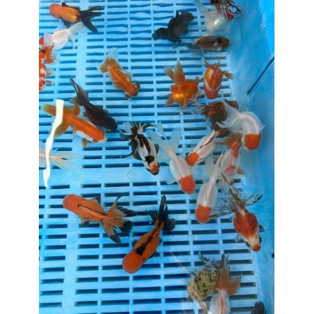 Oranda cap rosu ollandez 5-8 cm