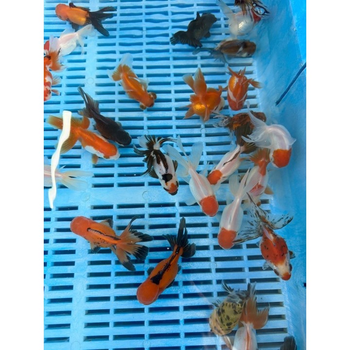 Oranda cap rosu ollandez 5-8 cm