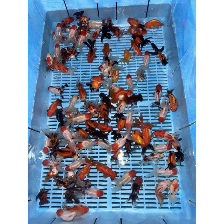 Oranda Ranch Calico mix 8-10cm de vanzare pesti ieftine