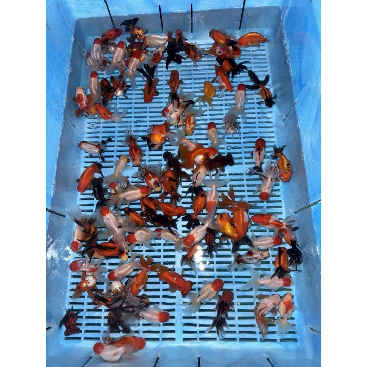 Oranda Ranch Calico mix 8-10cm de vanzare pesti ieftine