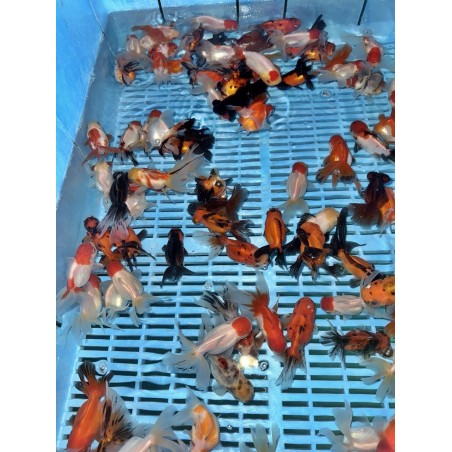 Oranda Ranch Calico mix 8-10cm de vanzare pesti ieftine