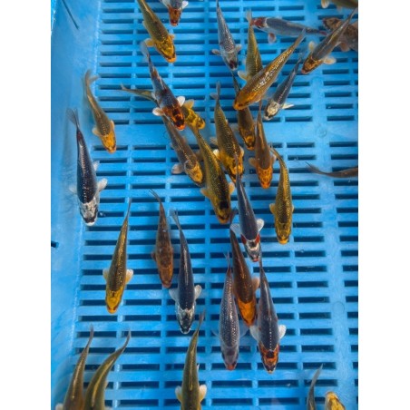 Crapi Koi A Mix 8-10cm de vanzare pesti ieftine