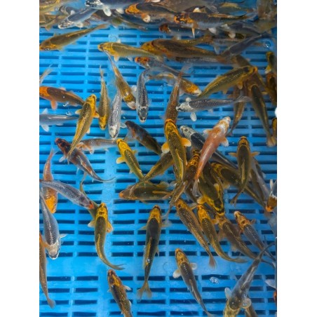 Crapi Koi A Mix 8-10cm de vanzare pesti ieftine
