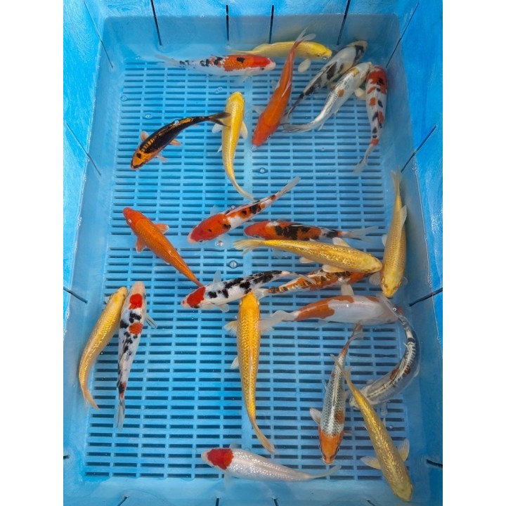 Crapi Koi Handpick Selected 16/20cm de vanzare pesti ieftine