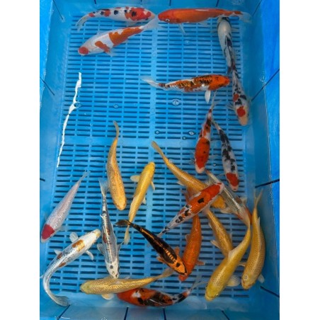 Crapi Koi Handpick Selected 16/20cm de vanzare pesti ieftine