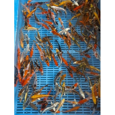 Crapi Koi Handpick Selected 9/12cm de vanzare pesti ieftine