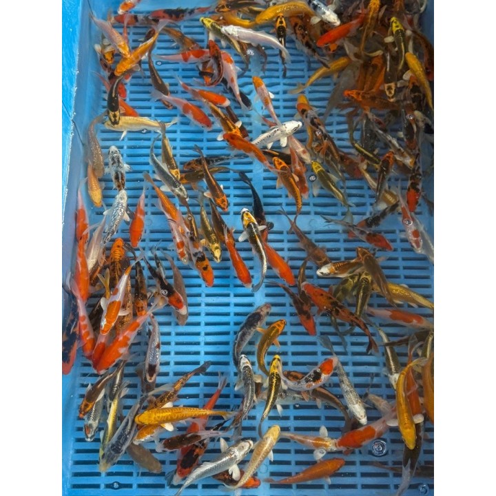 Crapi Koi Handpick Selected 9/12cm de vanzare pesti ieftine