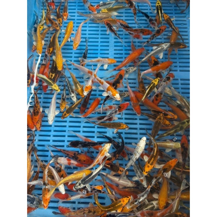 Crapi Koi Handpick Selected 9/12cm de vanzare pesti ieftine