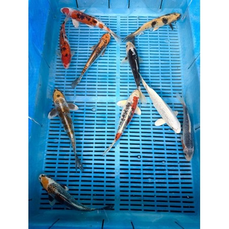 Crapi Koi Handpick Ghost 20/25cm de vanzare pesti ieftine