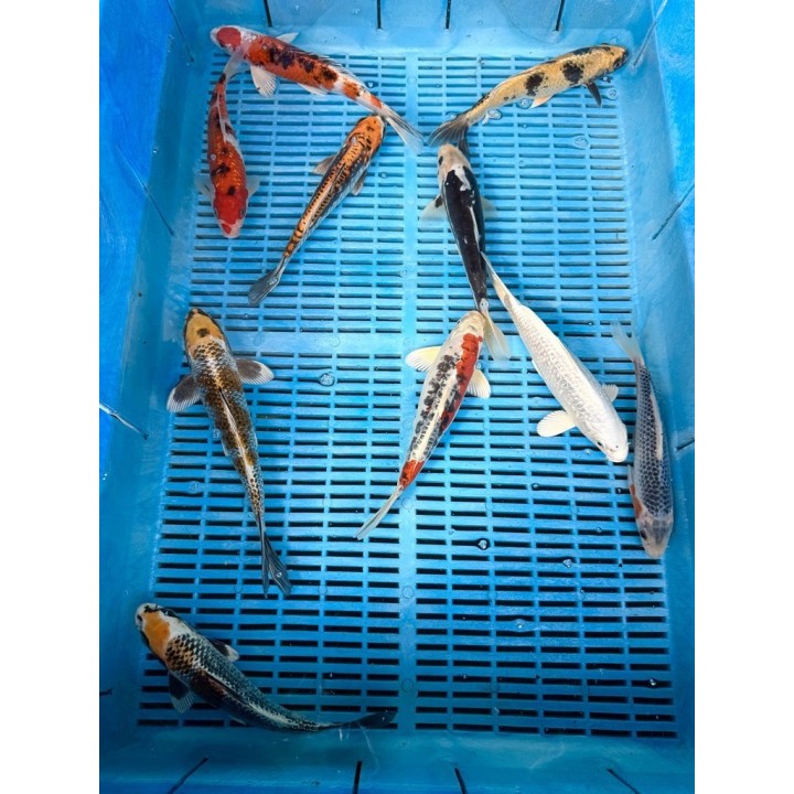 Crapi Koi Handpick Ghost 20/25cm de vanzare pesti ieftine