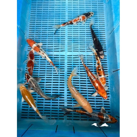 Crapi Koi Handpick Ghost 20/25cm de vanzare pesti ieftine