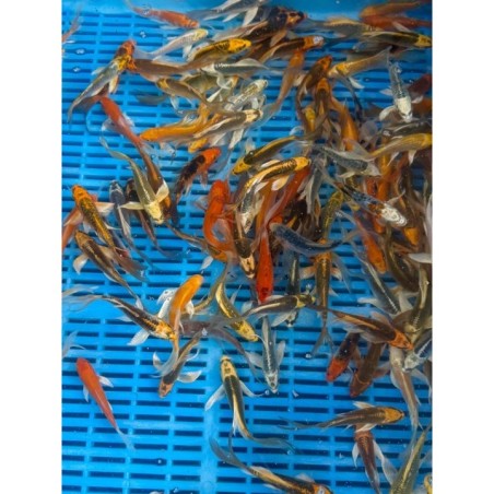 Crapi Koi Butterfly HQ mix 9/12 cm de vanzare pesti ieftine