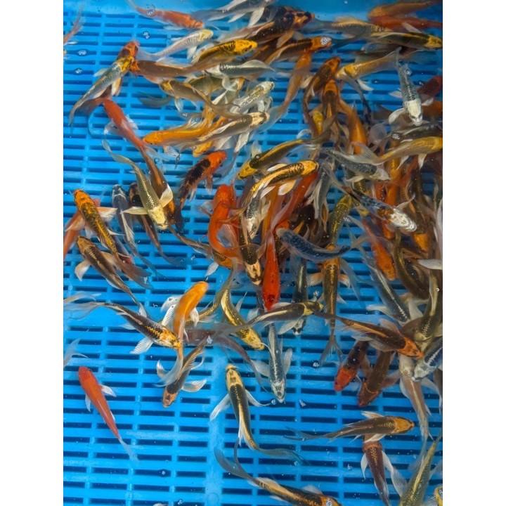Crapi Koi Butterfly HQ mix 9/12 cm de vanzare pesti ieftine