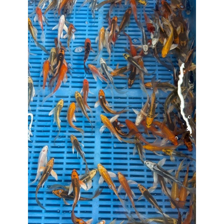 Crapi Koi Butterfly HQ mix 9/12 cm de vanzare pesti ieftine