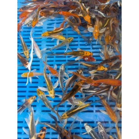 Crapi Koi Butterfly HQ mix 9/12 cm de vanzare pesti ieftine