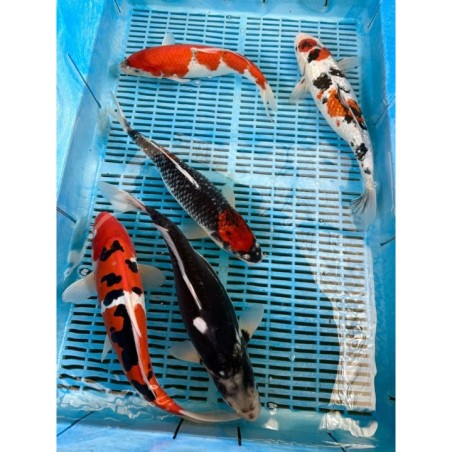 Koi Handpick 35-40cm 1