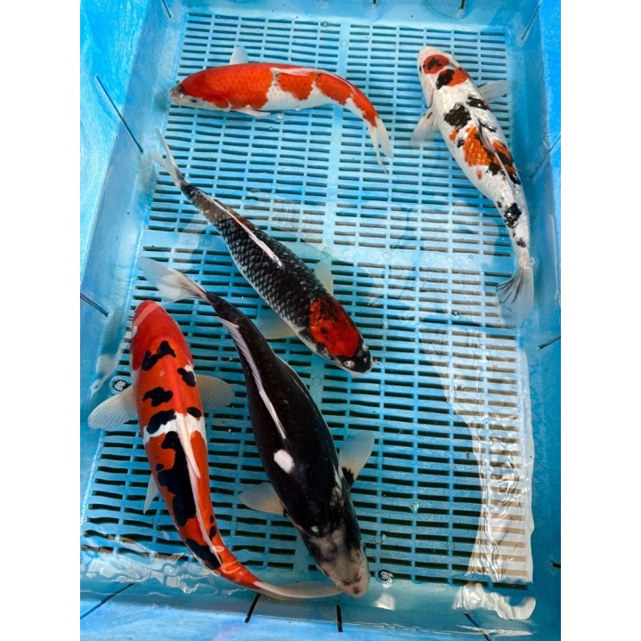 Koi Handpick 35-40cm 1