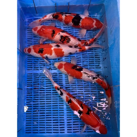 Koi Handpick 40-45cm crapi koi la prețuri avantajoase.