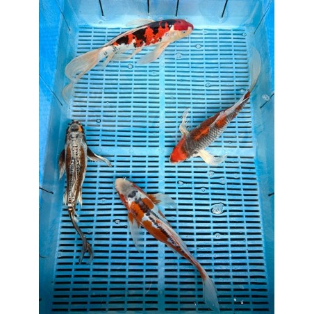 Koi Butterfly 30-35cm 1
