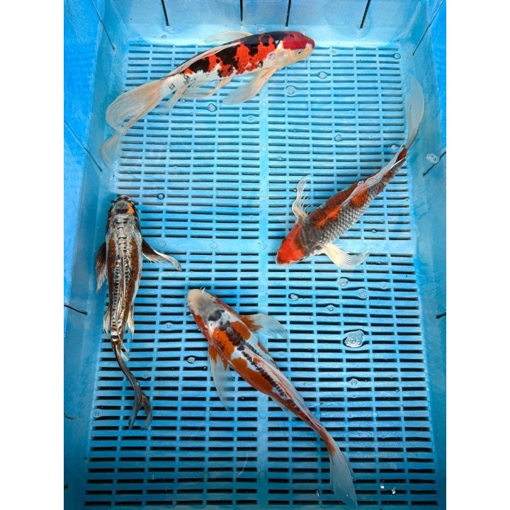 Koi Butterfly 30-35cm 1