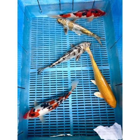 Koi Handpick 30-35cm 1