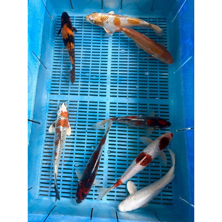 Crapi Koi Handpick Ghost 25/30cm de vanzare pesti ieftine