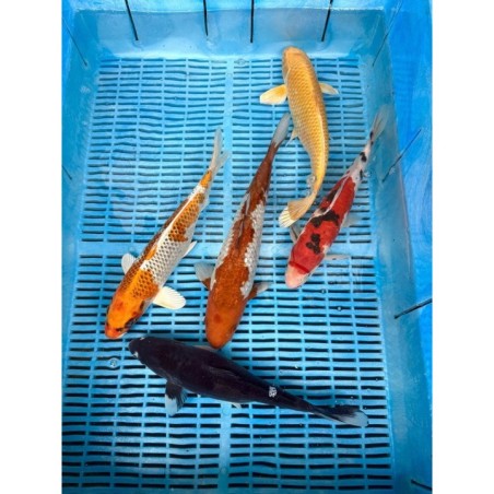 Koi Handpick 30-35cm 2