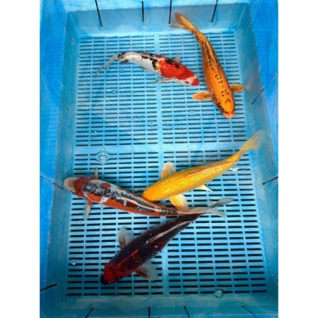 Koi Handpick 30-35cm 3