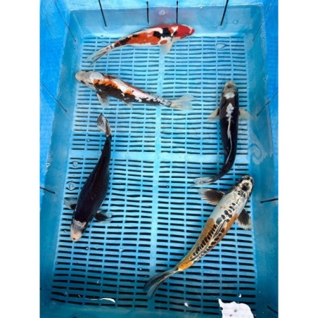 Koi Handpick 30-35cm 4