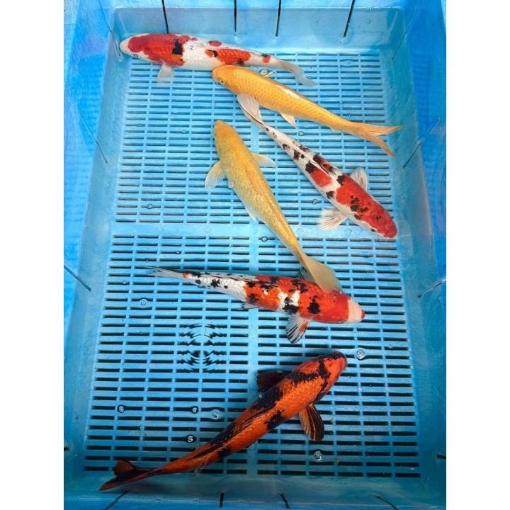 Koi Handpick 30-35cm 5