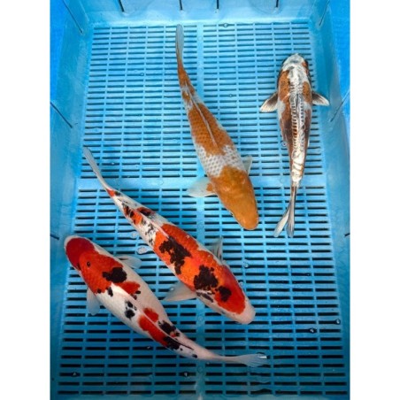 Koi Handpick 35-40cm 2