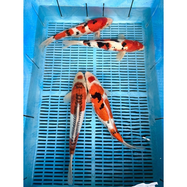 Koi Handpick 35-40cm 3