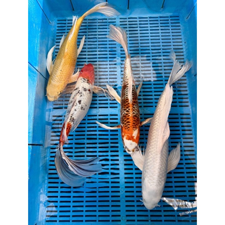 Koi Butterfly 35-40cm 1