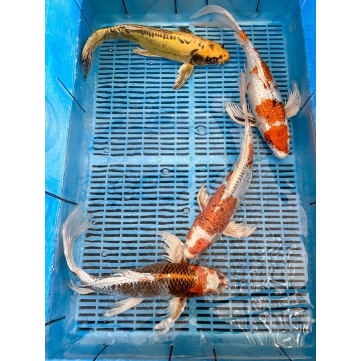 Koi Butterfly 35-40cm 2