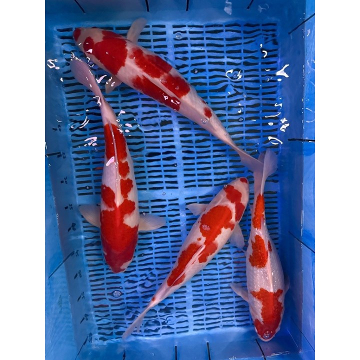 Koi Handpick 40-45cm 2
