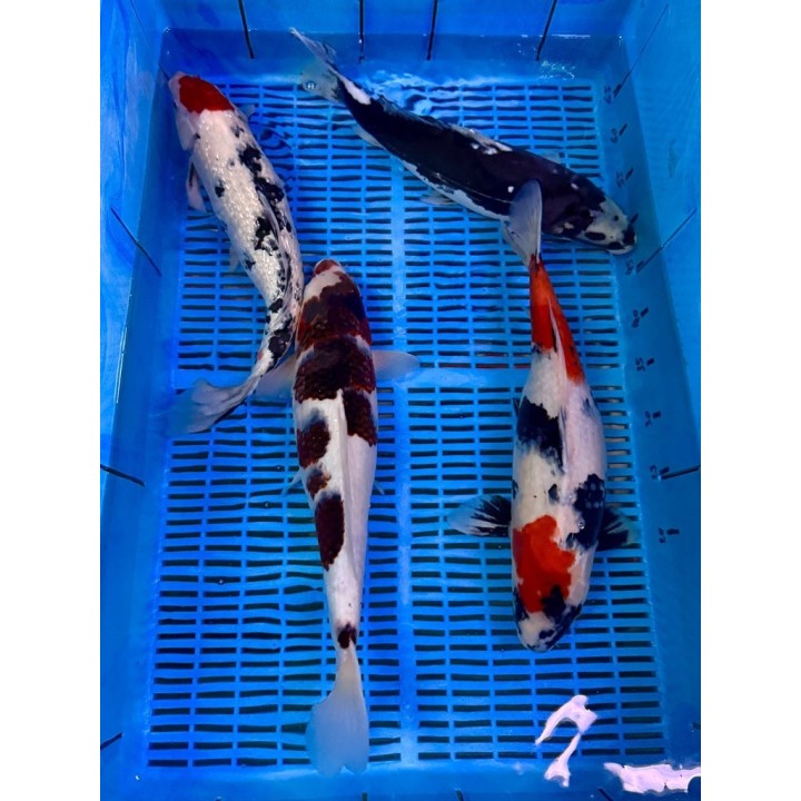 Koi Handpick 40-45cm 3
