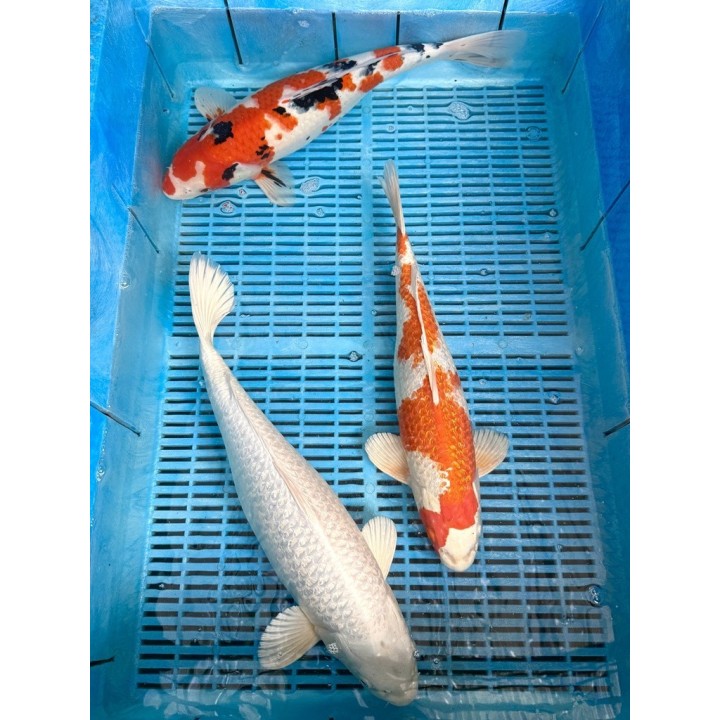 Koi Handpick 40-45cm 4