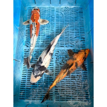 Koi Handpick 40-45cm 5