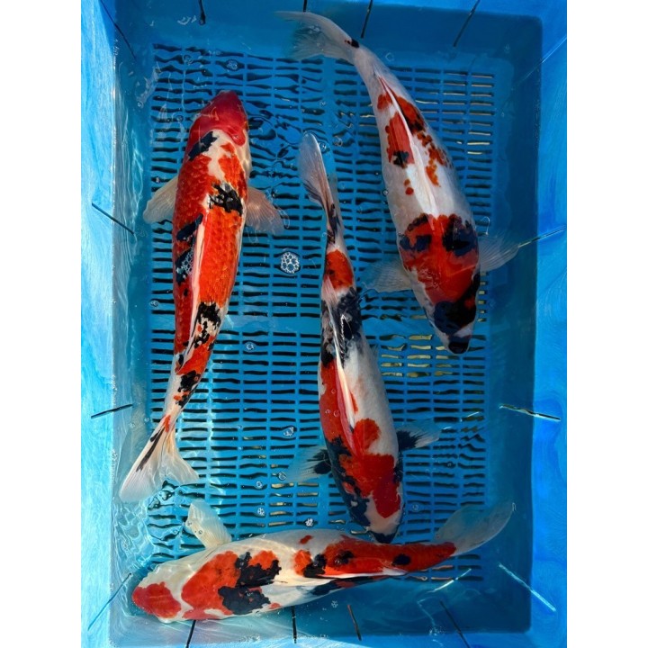 Koi Handpick 45-50cm 3