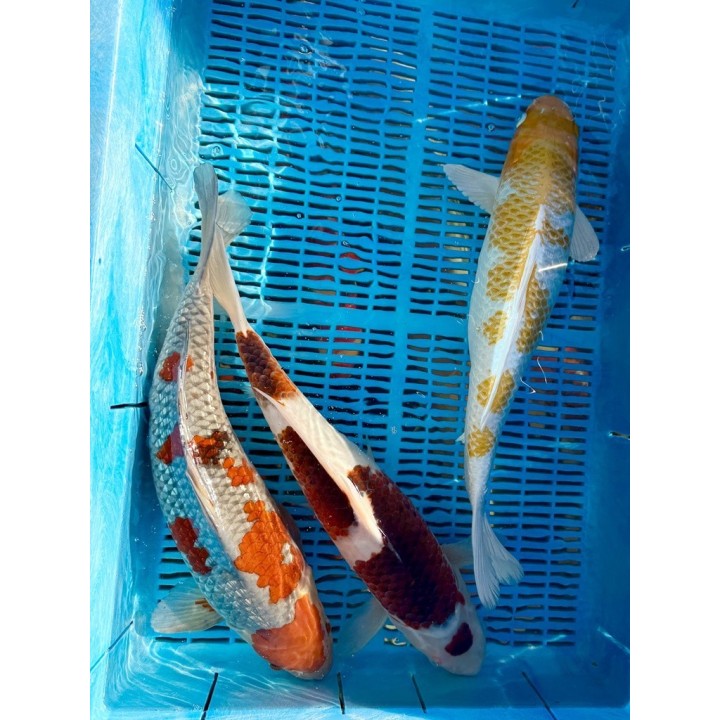 Koi Handpick 45-50cm 5