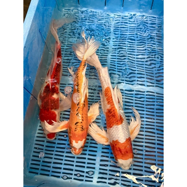 Koi Butterfly 40-45cm 1