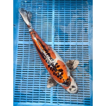 Koi Handpick 50-55cm 1